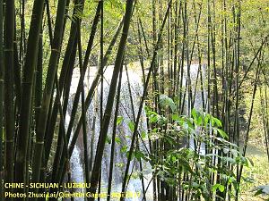 Luzhou 087
